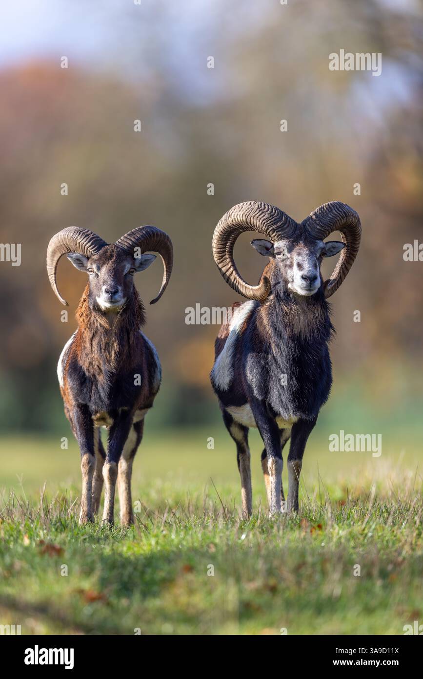 Mouflons européens (Ovis aries musimon / Ovis gmelini musimon) deux béliers / mâles avec de grandes cornes dans les prairies à la lisière de la forêt en automne / automne Banque D'Images Mouflons européens (Ovis aries musimon / Ovis gmelini musimon) deux béliers / mâles avec de grandes cornes dans les prairies à la lisière de la forêt en automne / automne Banque D'Images