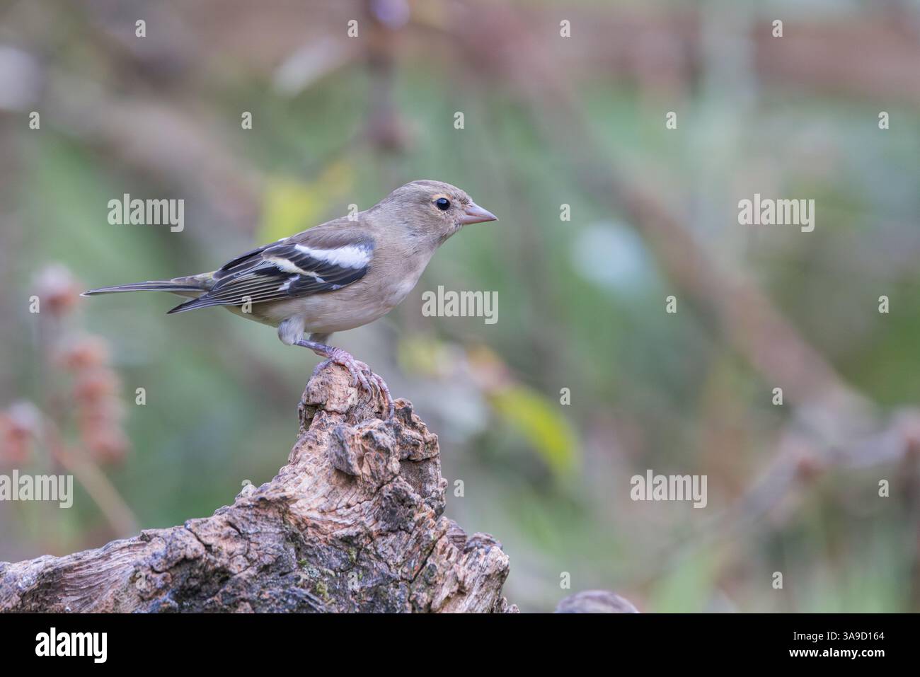 Chaffinch [ Fringilla coelebs ] oiseau femelle sur vieux souche Banque D'Images