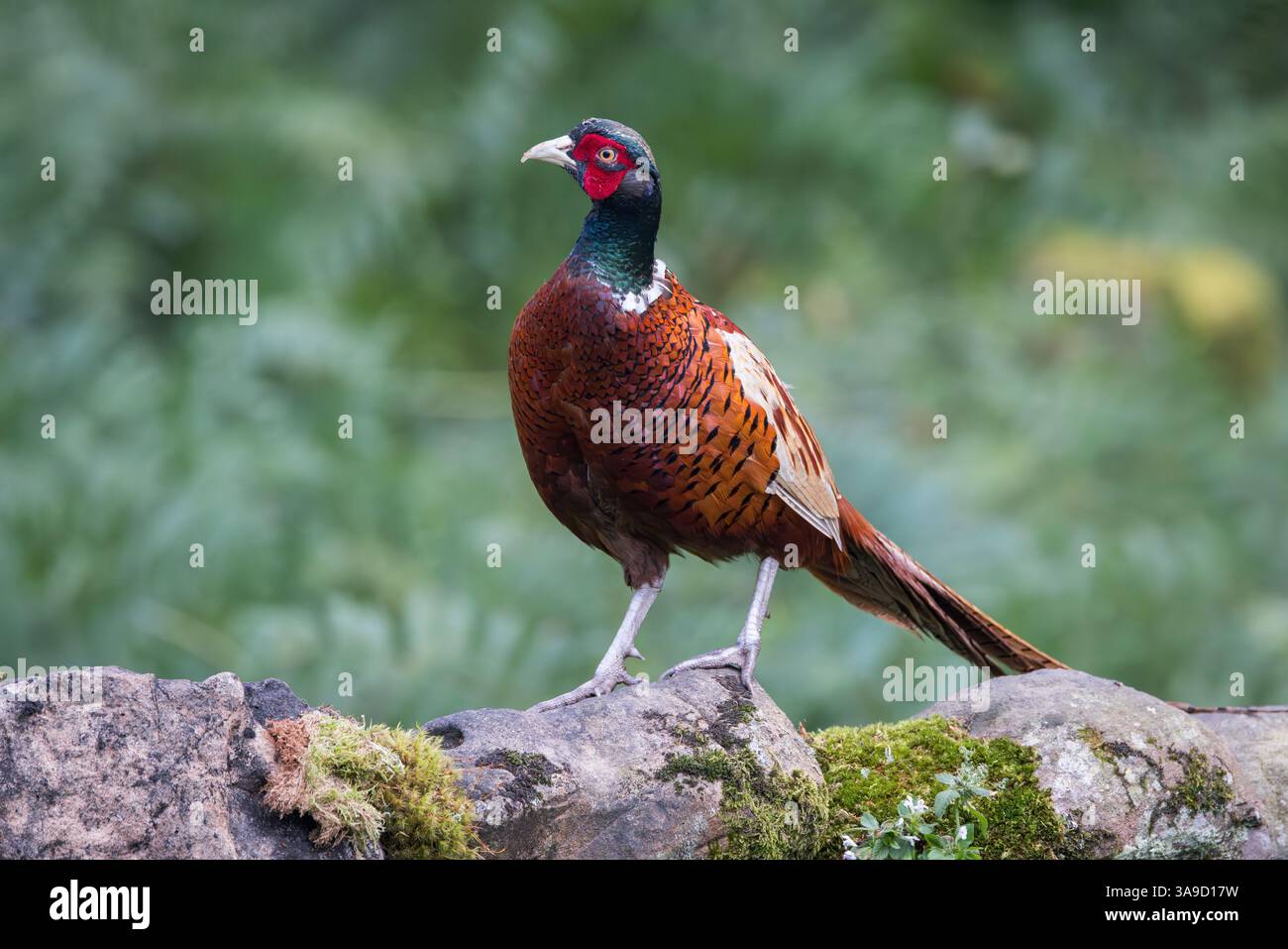 Faisan [ Phasianus colchicus ] oiseau mâle debout sur un mur de pierre sèche Banque D'Images