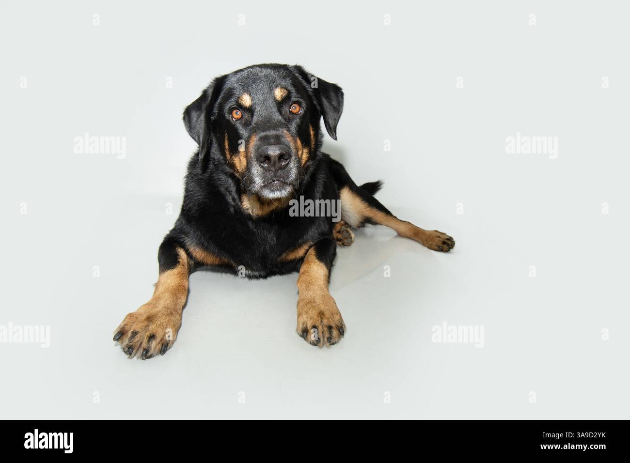 Portrait chien Rottweiler de race mixte allongé avec un visage d'expression sérieuse. Isolé sur fond blanc Banque D'Images