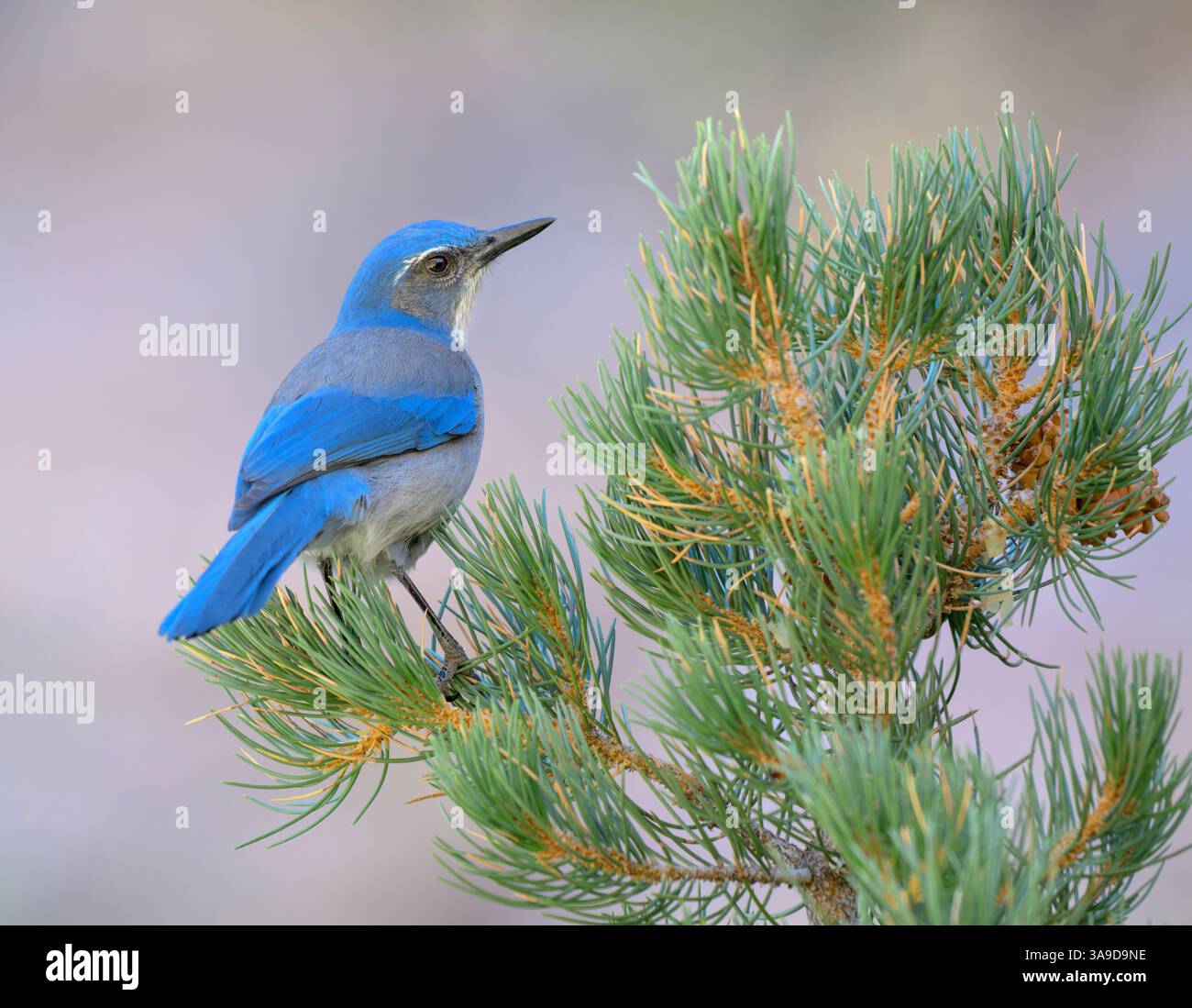 Woodhouse's Scrub-jay (Aphelocoma woodhouseii) sur un pin, Red Rock canyon, Nevada, États-Unis Banque D'Images