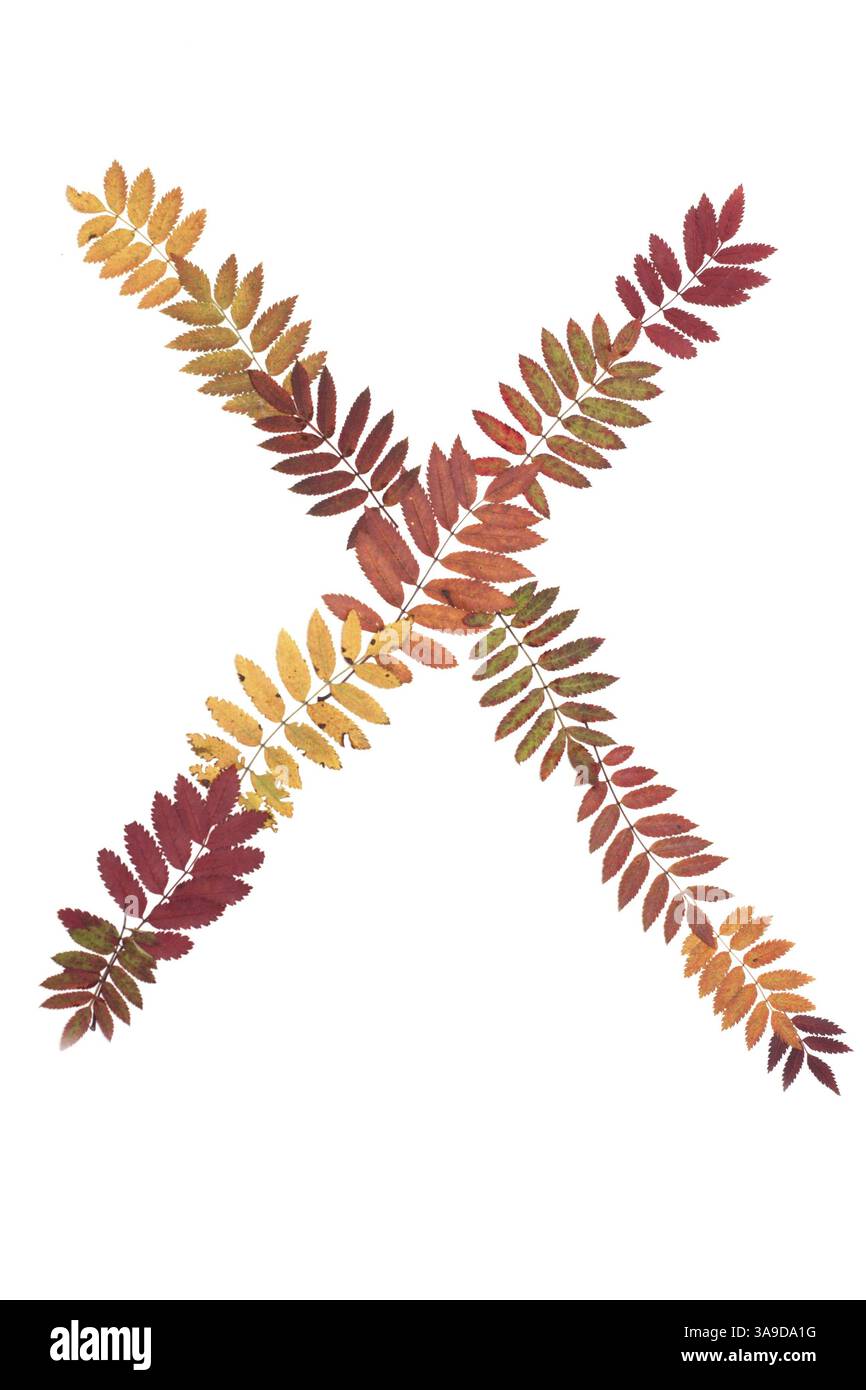 Lettre de l'alphabet X Mettre à partir de feuilles de sorbe sur fond blanc Banque D'Images