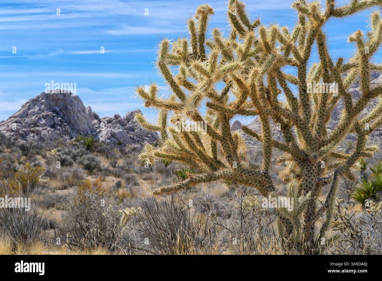 Saut de cactus cholla (Cylindropuntia fulgida) dans le désert, réserve nationale de Mojave, Californie, États-Unis. Banque D'Images