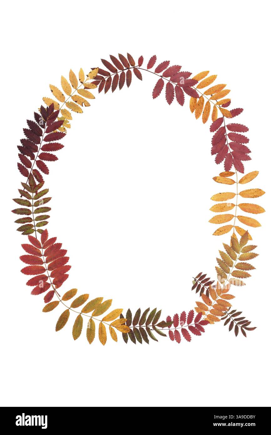 Lettre Q de l'alphabet à partir de l'automne feuille de sorbe Banque D'Images