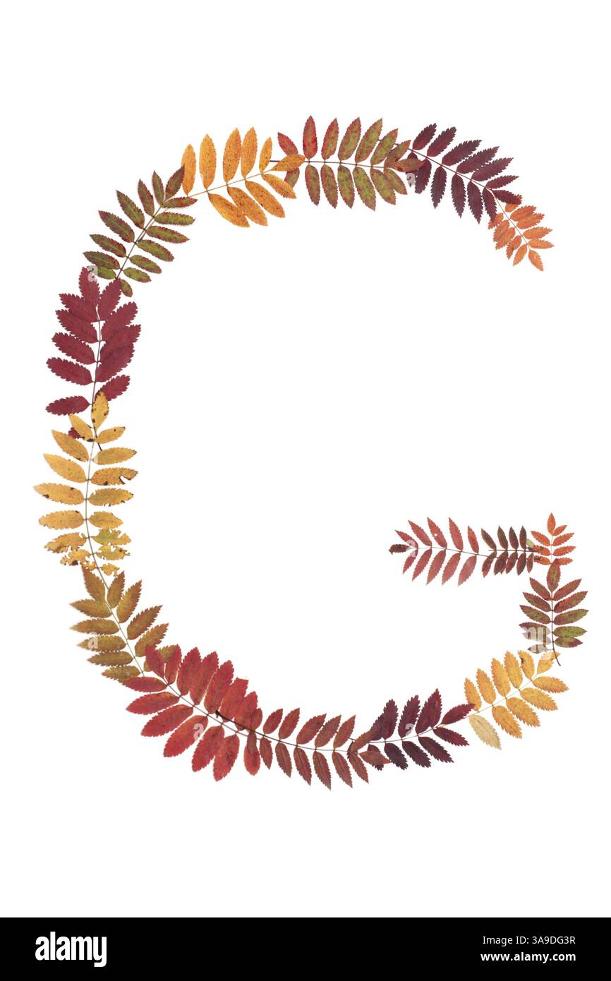 Lettre de l'alphabet G mis à partir de feuilles de sorbe sur fond blanc Banque D'Images