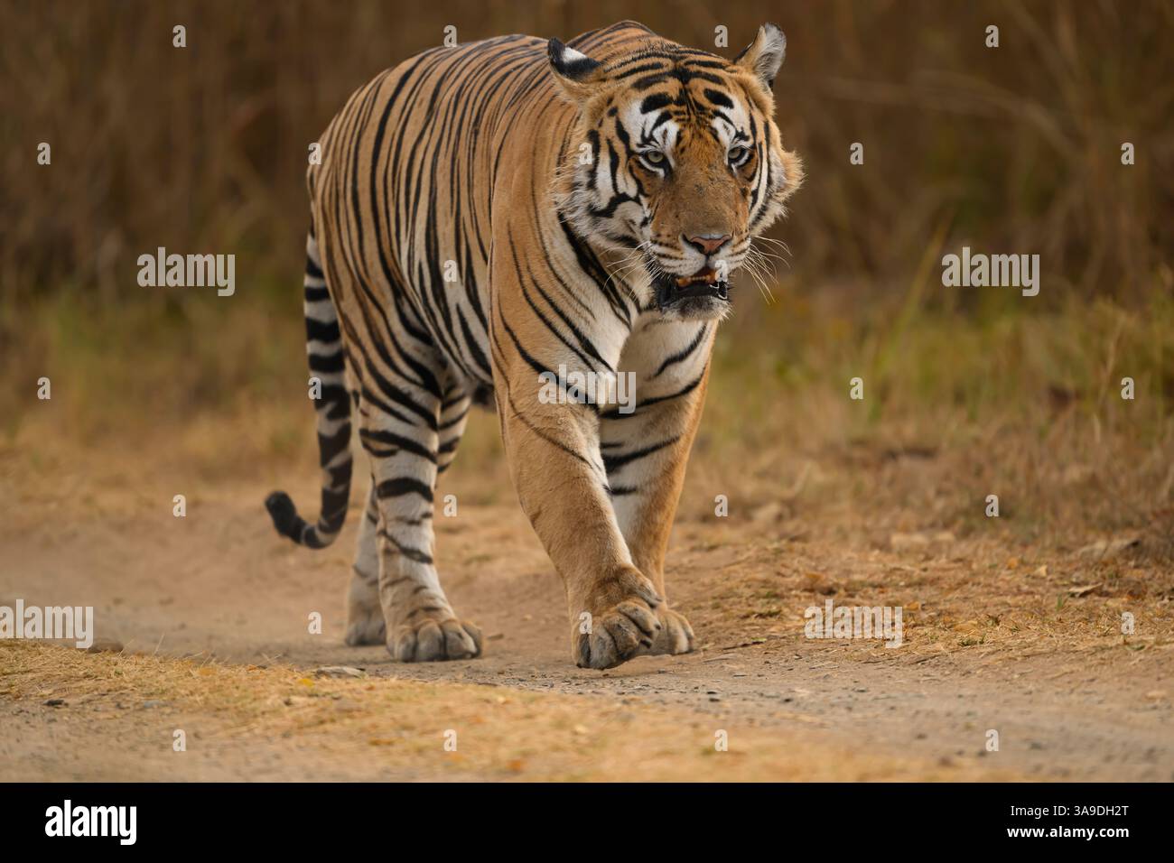 Grand tigre mâle connu sous le nom de P-663 marchant le long d'une route dans la réserve de tigres de Panna, Inde, mars 2025 Banque D'Images