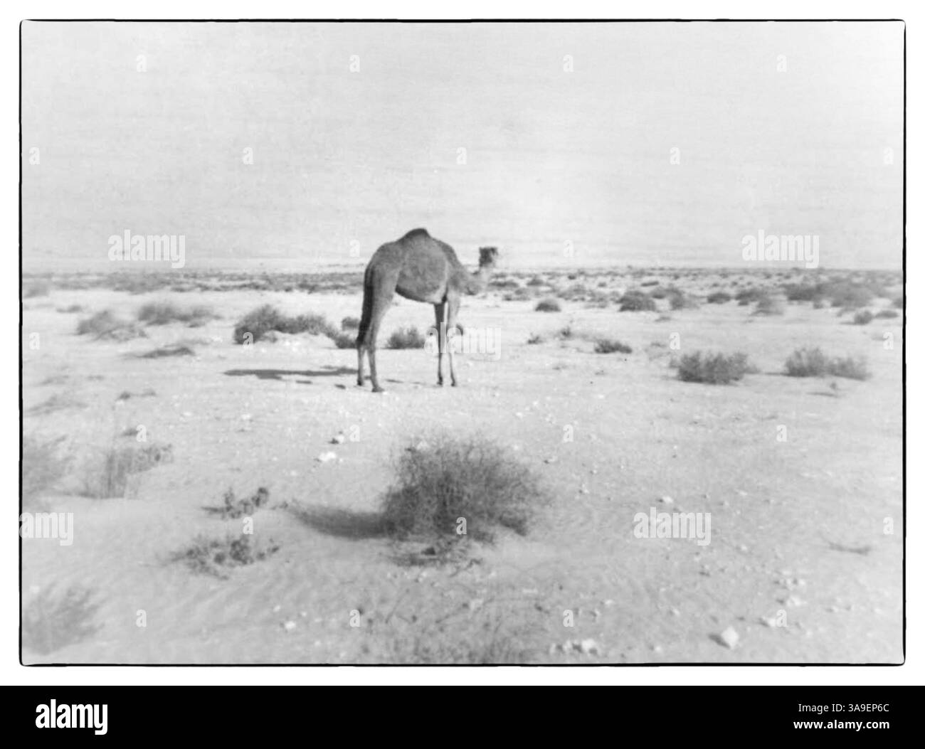 Scènes de al-Hofuf, al-Ahsa, Arabie Saoudite, ABT 1968 Banque D'Images