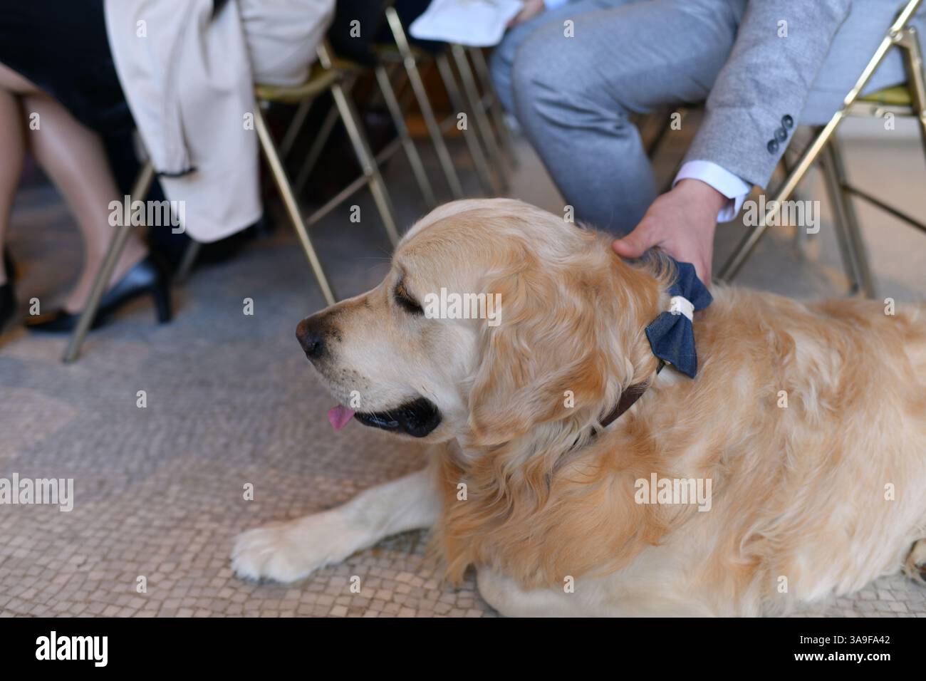 Labrador avec un noeud papillon lors d'une cérémonie d'enregistrement de mariage Banque D'Images