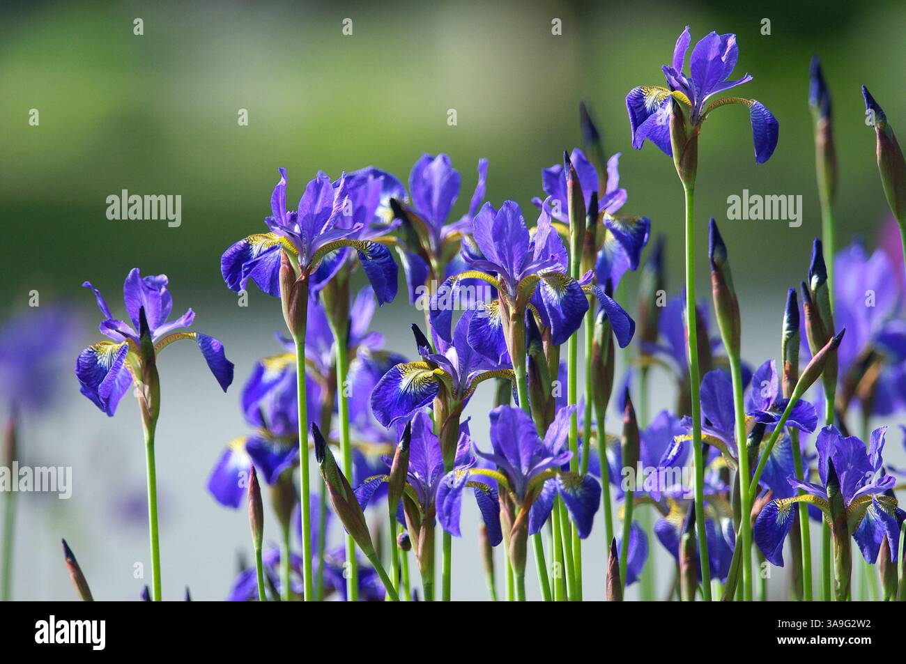 Drapeau bleu Iris (Iris versicolor) - drapeau bleu arlequin, drapeau bleu plus grand, drapeau bleu nord, drapeau empoisonné, iris violet - herbacé vivaces. Banque D'Images