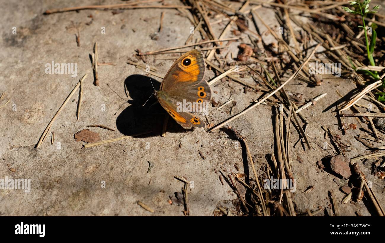 Papillon regardant son ombre Banque D'Images