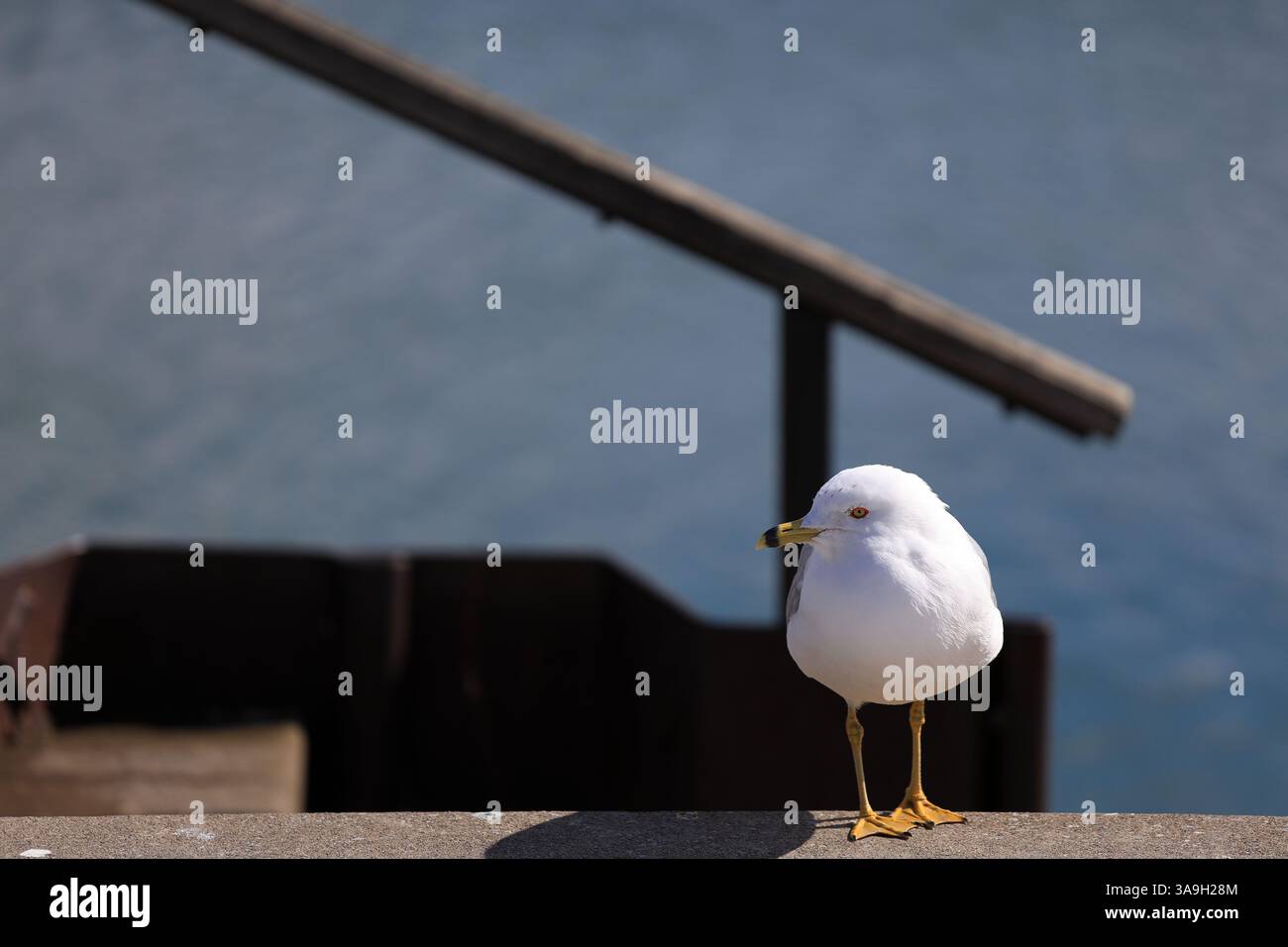 Gros plan d'une mouette perchée au bord du lac. Cimenter Pier et l'eau chatoyante sont également visibles. Banque D'Images Gros plan d'une mouette perchée au bord du lac. Cimenter Pier et l'eau chatoyante sont également visibles. Banque D'Images