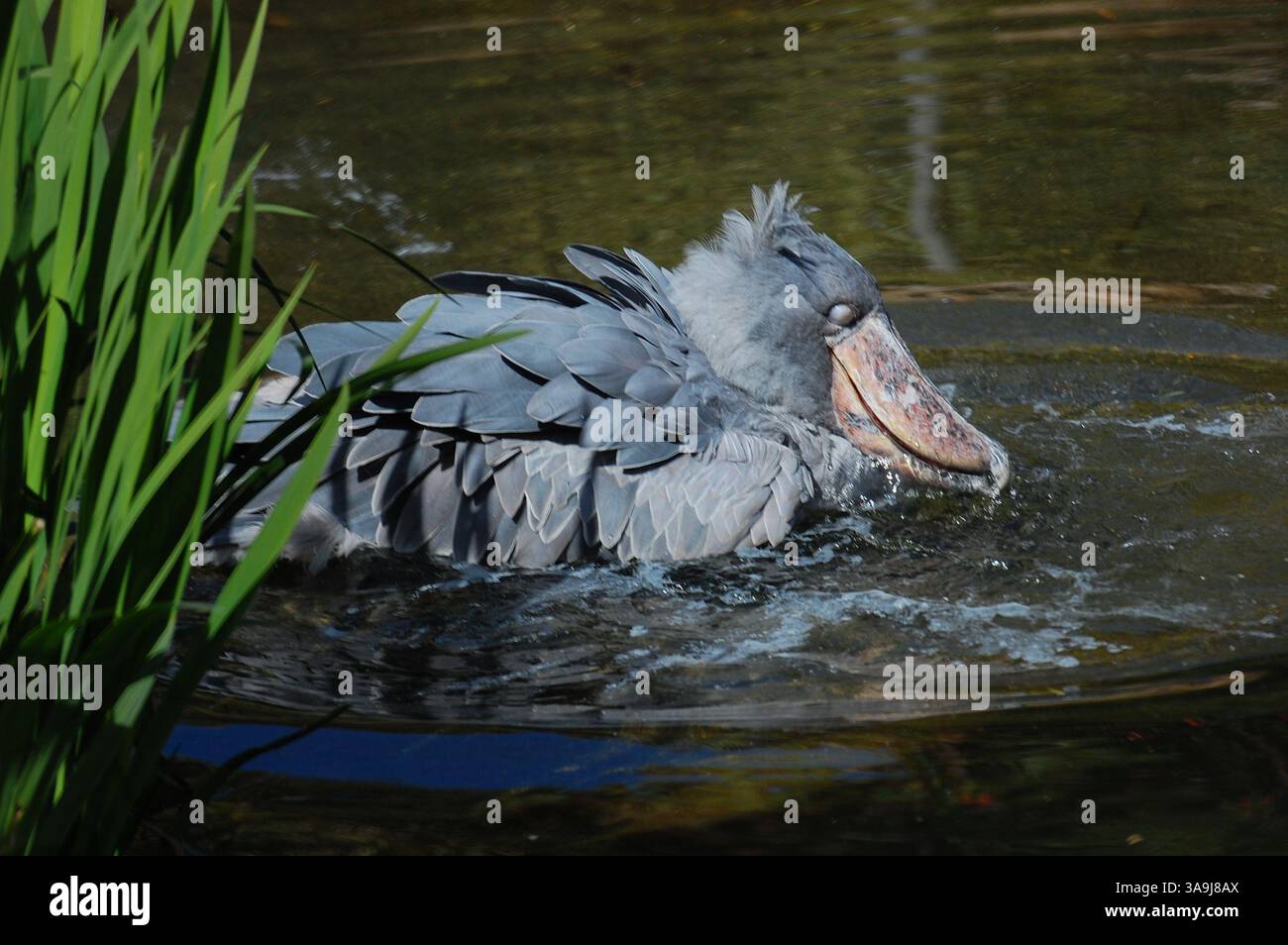 Cigogne Shoebill au San Diego Zoo Safari Park, Californie, symbolisant la conservation de la faune et la protection d'espèces d'oiseaux rares. Banque D'Images