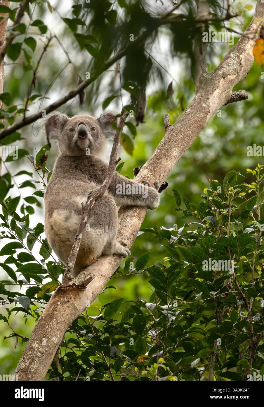 Koala grimpant à un arbre à l'état sauvage sur la Gold Coast, Queensland, Australie. Les populations de Nouvelle-Galles du Sud et du Queensland sont maintenant en déclin. Banque D'Images