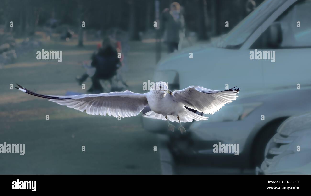 Mouette en vol : scène hivernale au parc de stationnement du lac Massabesic - Gigapixel Banque D'Images