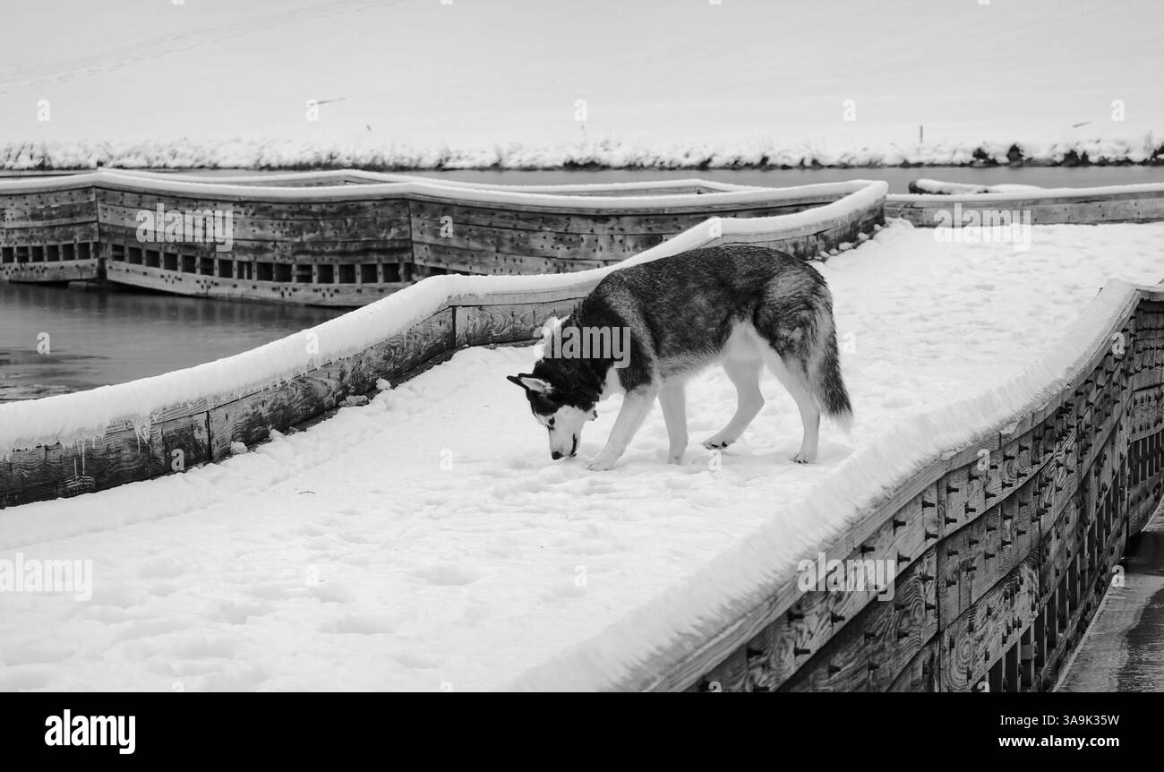 Piste d'hiver : Husky explore le pont enneigé Nashua (noir et blanc) Banque D'Images