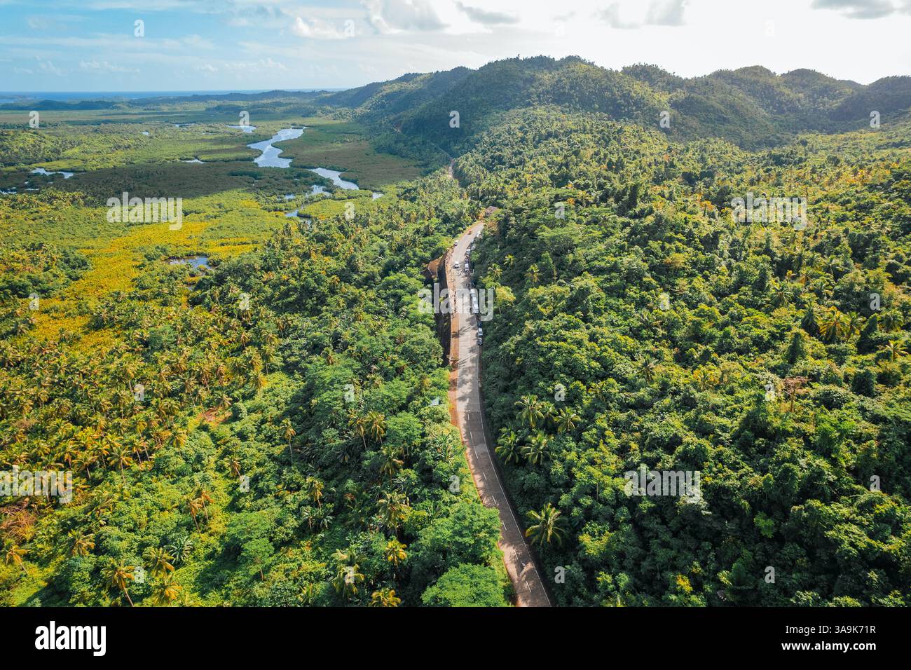 La plantation de noix de coco sans fin de Siargao – Une magnifique mer de palmiers imposants qui s'étend sur toute l'île, mettant en valeur la beauté crue de la nature et de l'est Banque D'Images