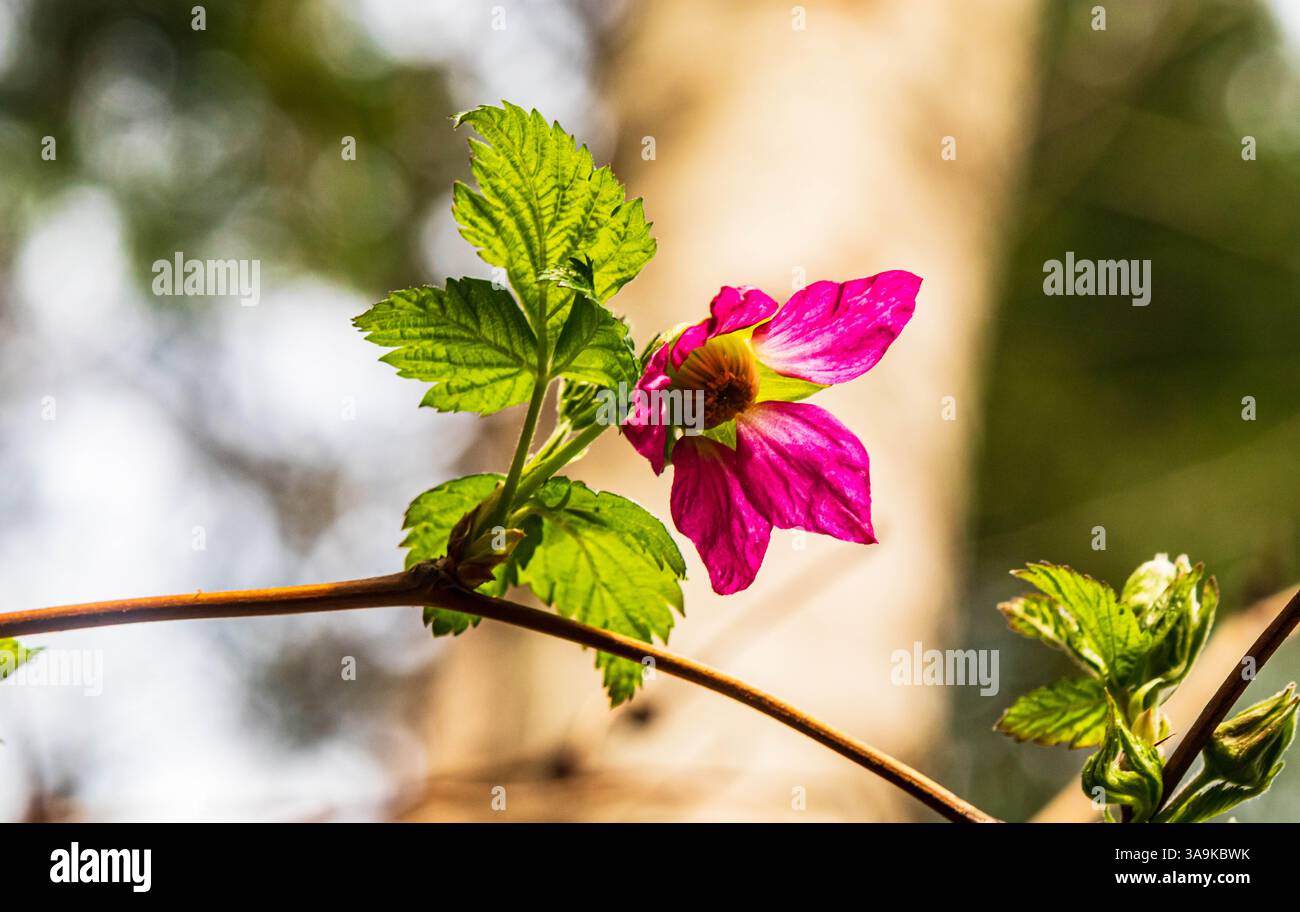 Fleur de salmonseret rose, fond proche et doux, feuilles vertes. Banque D'Images