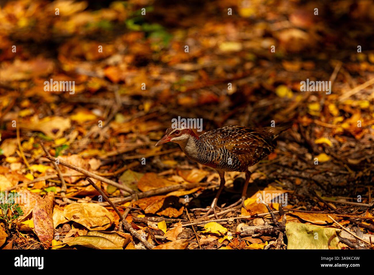 magnifique petit oiseau de rail bagué buff capturé au milieu de feuilles d'automne colorées, présentant des motifs complexes et une ambiance de forêt sereine parfaite pour n Banque D'Images