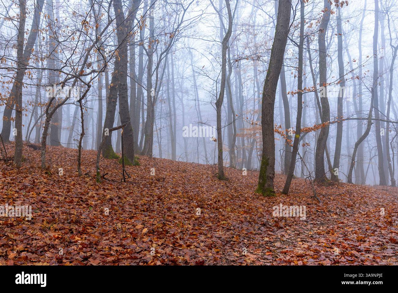 beau brouillard profond dans la forêt à la fin de l'automne ; les feuilles colorées couvrent le plancher de bois Banque D'Images