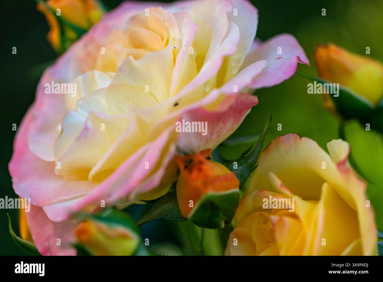 Gros plan image d'une fleur de rose au printemps Banque D'Images