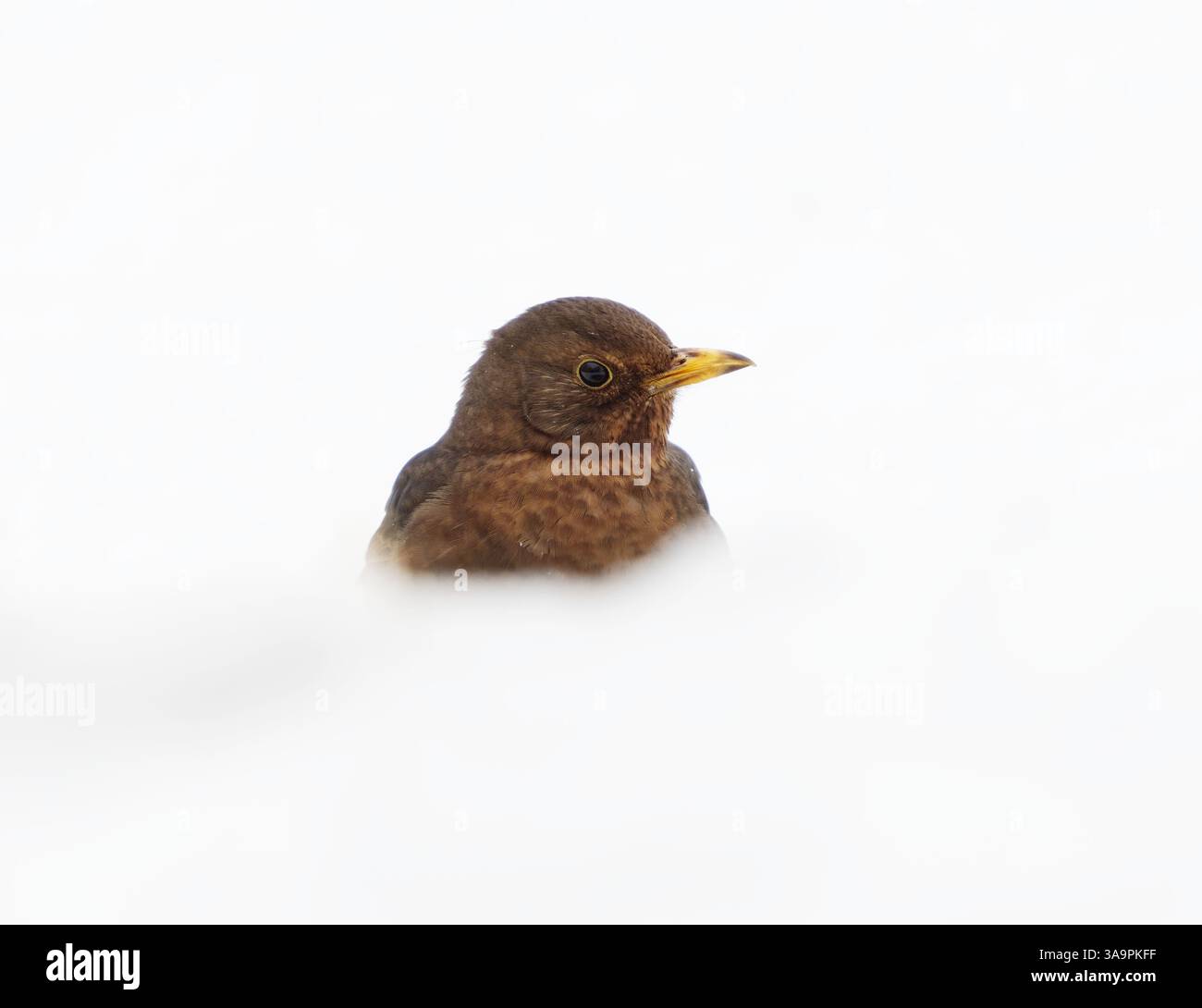Femelle de meri noir commun ou de merle noir eurasien (Turdus merula) debout dans la neige au début du printemps. Banque D'Images