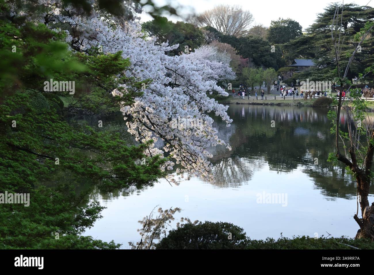 Fleurs de cerisier blanc au-dessus du lac à Tokyo Banque D'Images