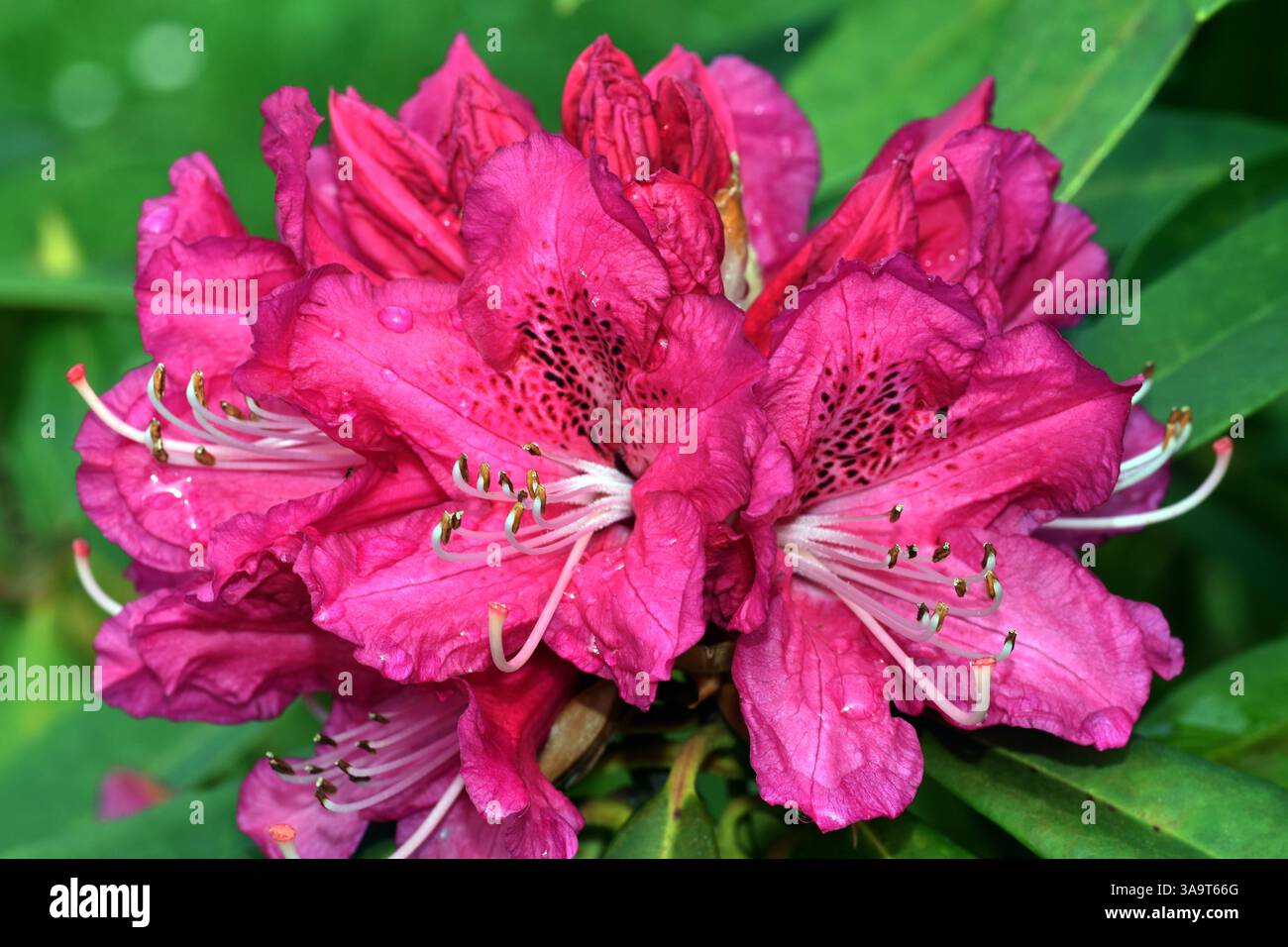 Fleurs violettes de l'arbre rhododendron (Rhododendron arboreum) Banque D'Images