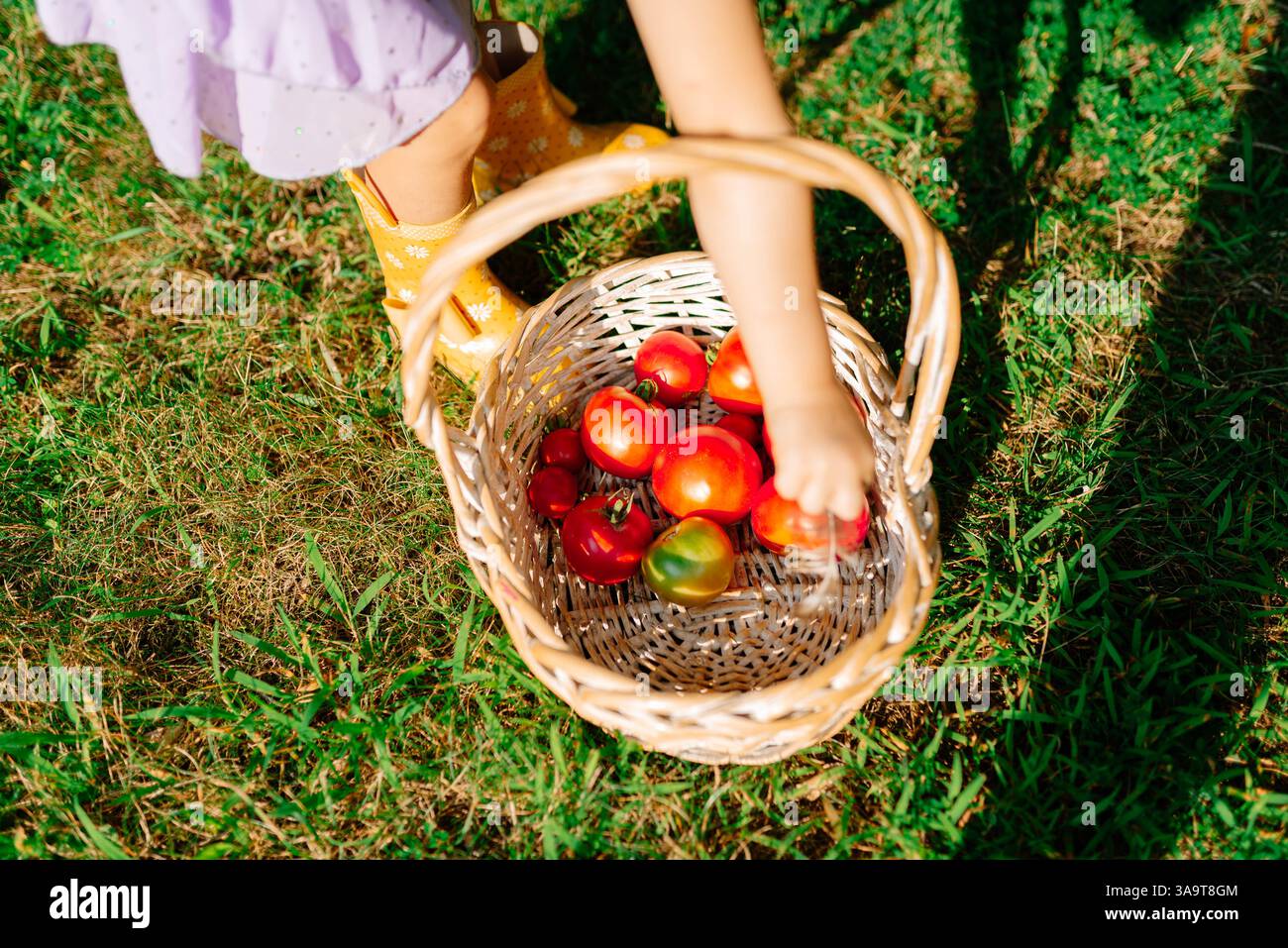 Fille mettant des tomates dans un panier Banque D'Images