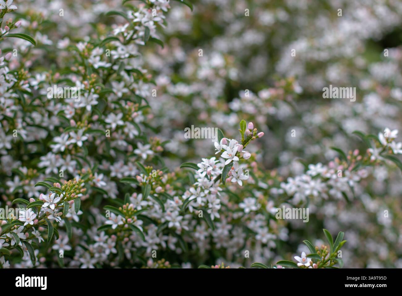 Philotheca myoporoides arbuste ornemental dans le jardin. Branches de plantes à fleurs recouvertes de petites fleurs blanches. Plante de fleur de cire à longues feuilles dans la fa Banque D'Images
