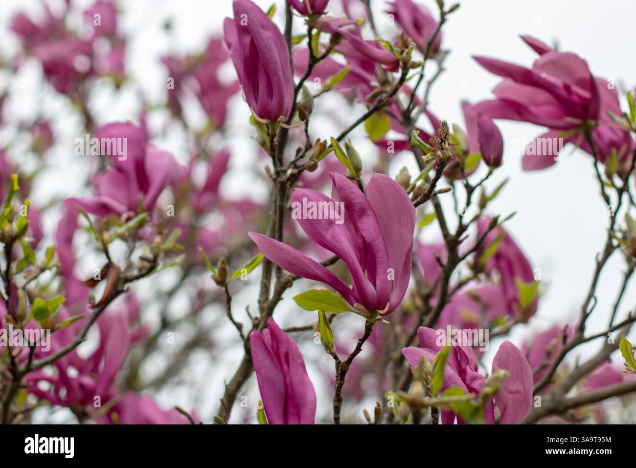 Plante à fleurs hybride Magnolia soulangeana dans le jardin de printemps. Soucoupe magnolia élégantes fleurs violettes foncées. Tulipe en fleurs. Banque D'Images