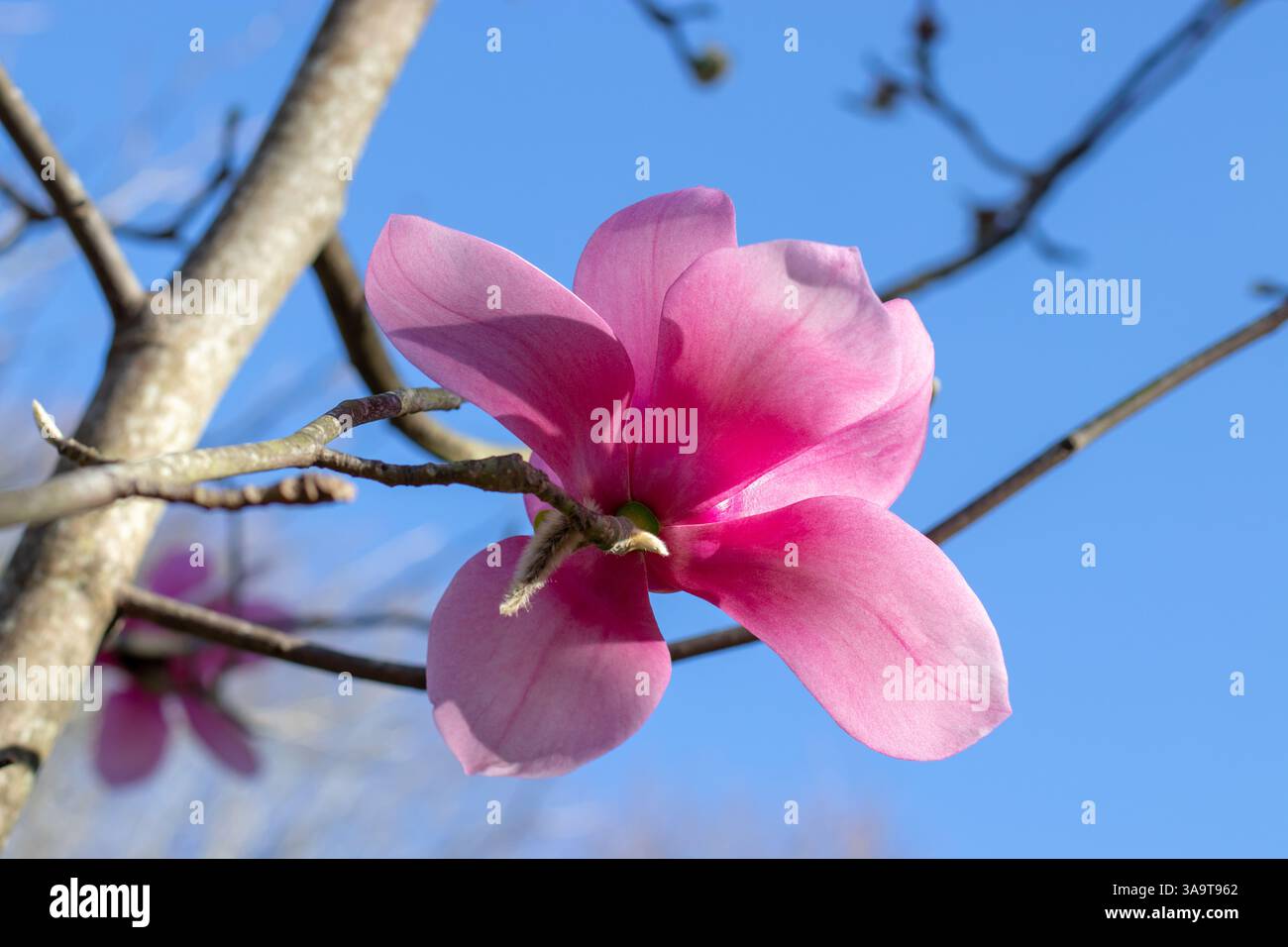 Plante à fleurs Tulip magnolia. Magnolia liliiflora fleur rose ouverte sur le fond bleu du ciel. Mulan, arbre magnolia violet ou rouge au printemps sunn Banque D'Images