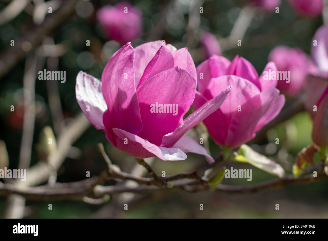 Gros plan sur les fleurs rose vif en forme de tasse et de soucoupe d'arbre Magnolia. Plante à fleurs hybride Magnolia soulangeana dans le jardin ensoleillé du printemps. Soucoupe magnol Banque D'Images
