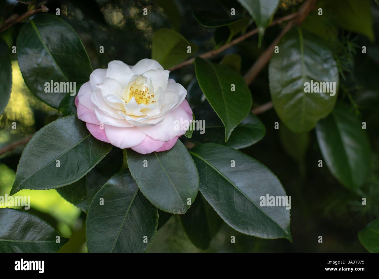 Fleur bicolore blanche et rose camélia avec étamines jaunes et feuillage vert brillant. Plante à fleurs Camellia japonica. Ornement de camélia japonais Banque D'Images