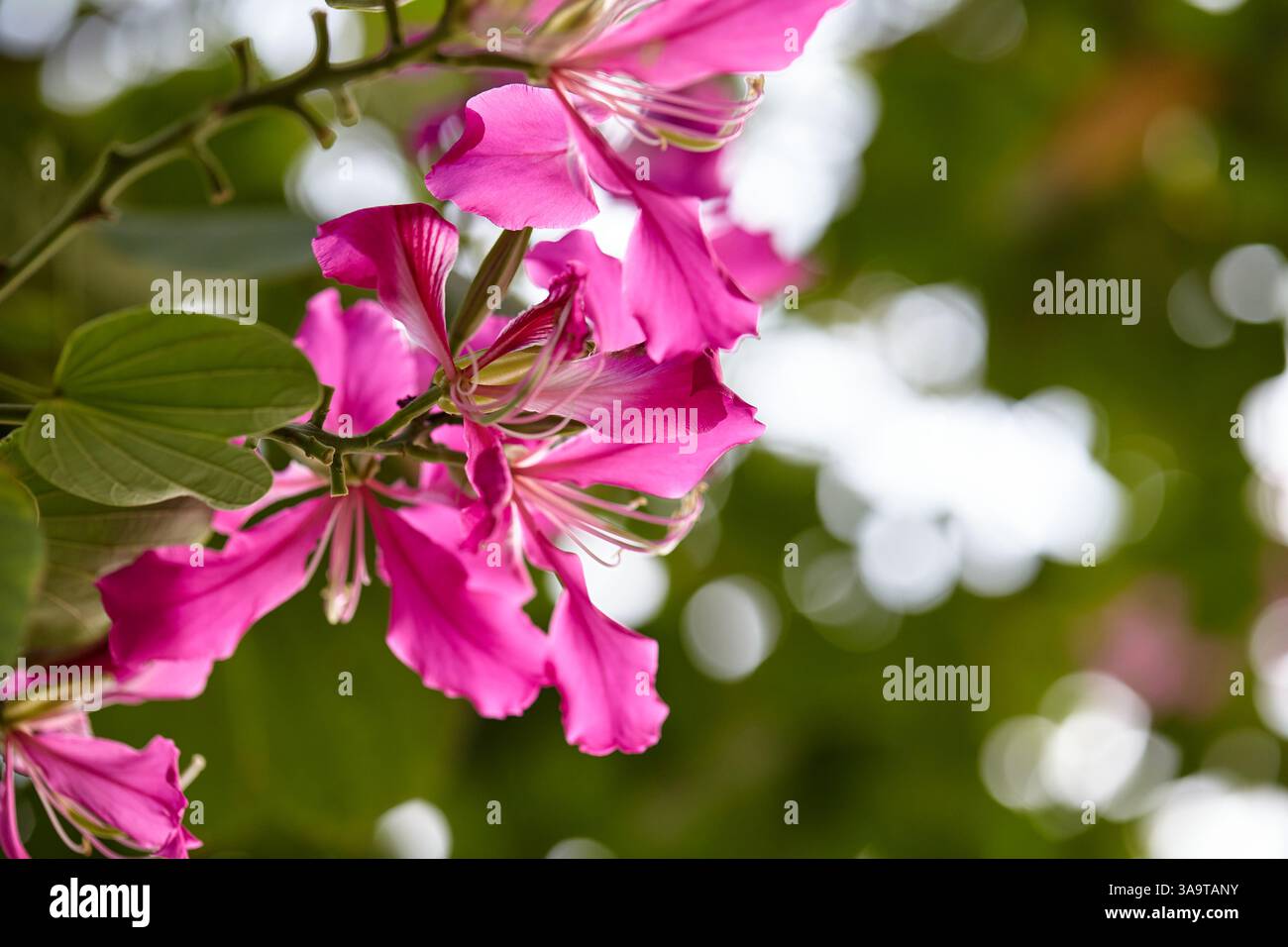 Vue rapprochée de l'arbre à papillons rose fleurissant sur la branche Banque D'Images