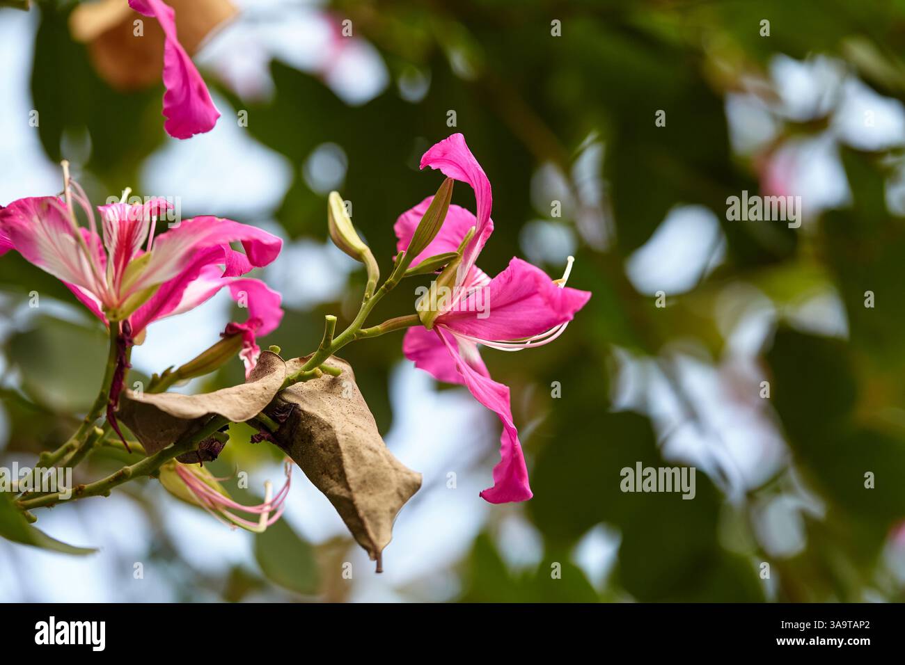 Vue rapprochée de l'arbre à papillons rose fleurissant sur la branche Banque D'Images