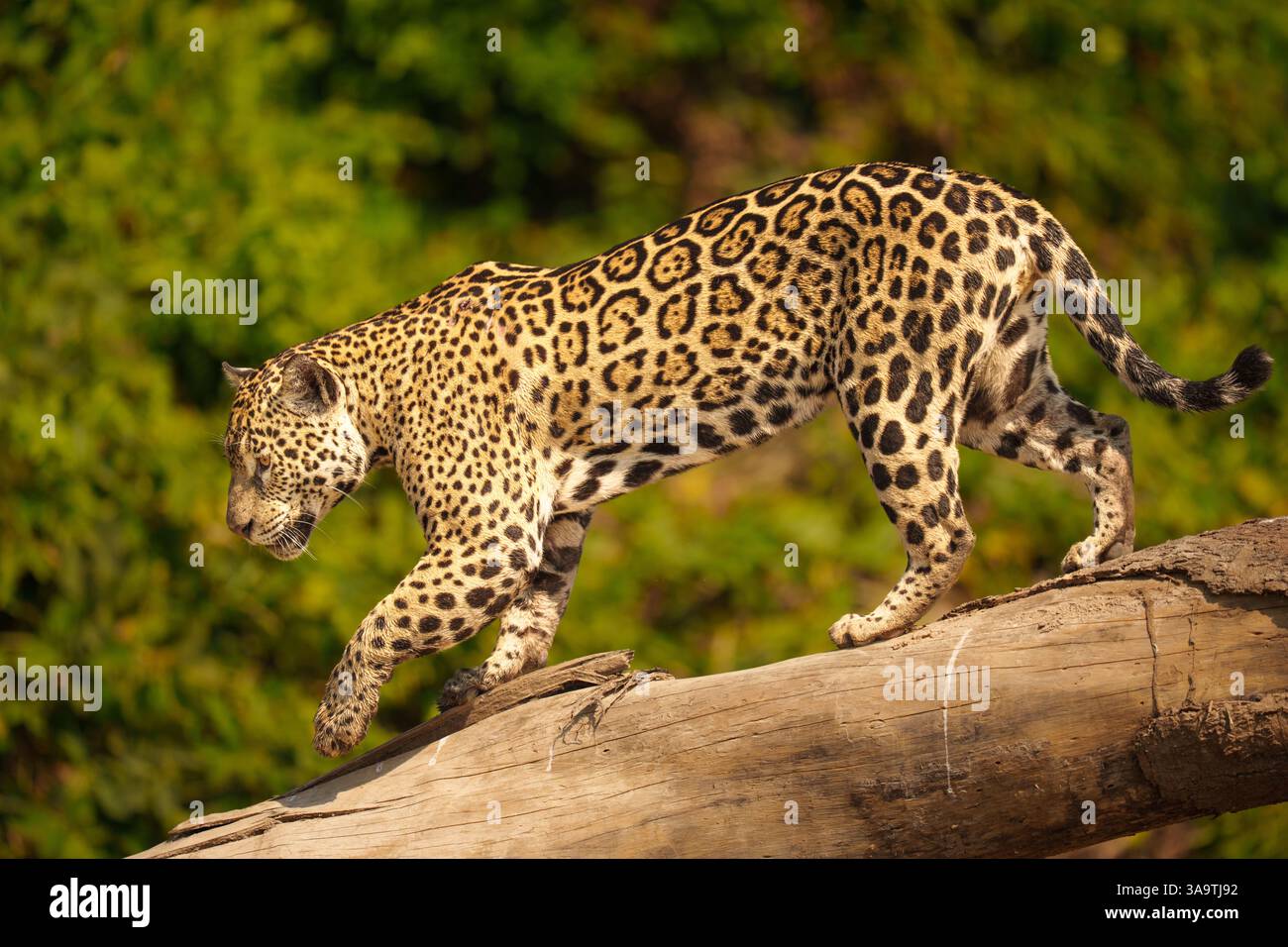 Jaguar marchant gracieusement sur le tronc d'arbre tombé dans Green Forest Banque D'Images