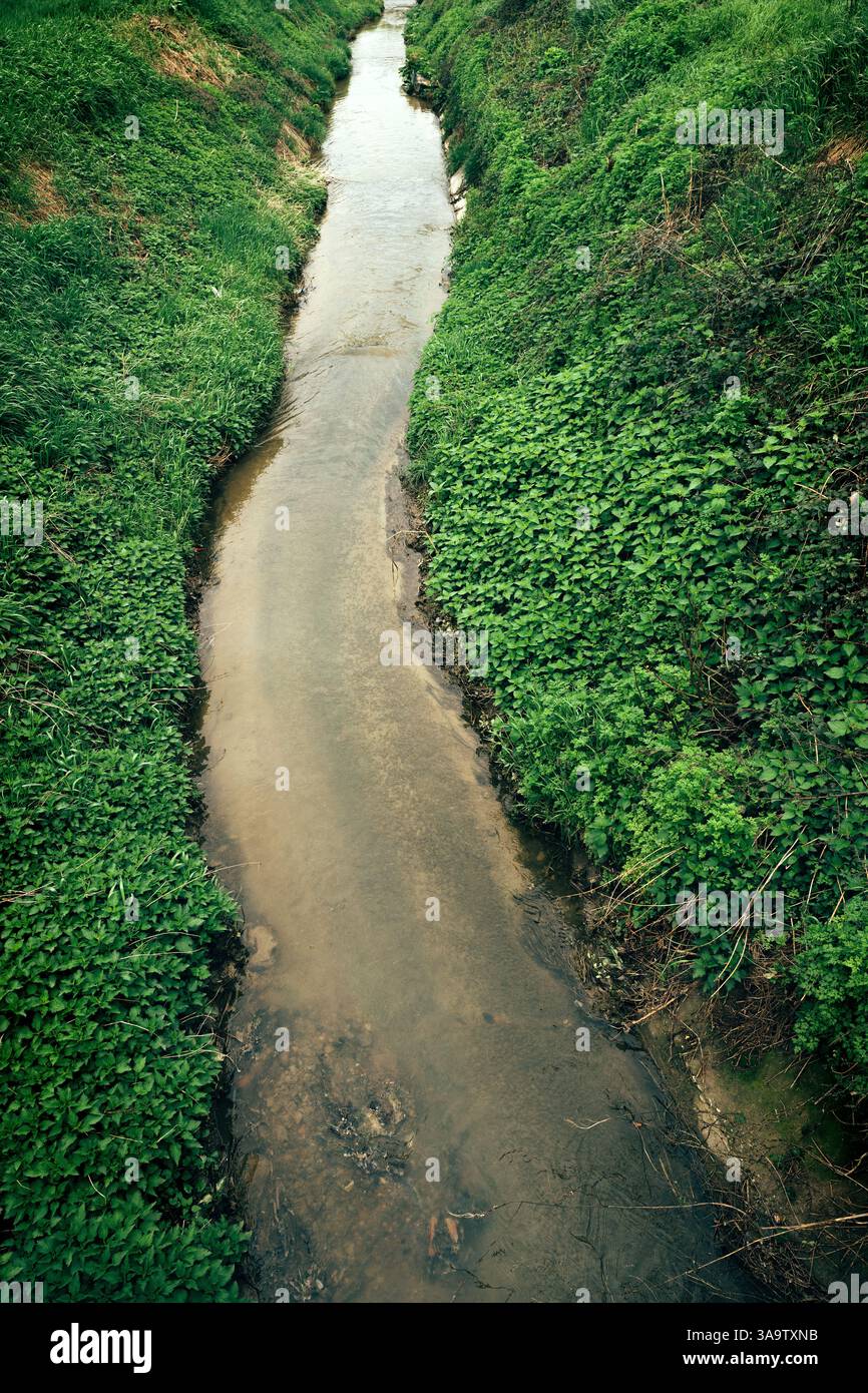 Ortie verte luxuriante poussant près du ruisseau d'eau, vue à angle élevé Banque D'Images