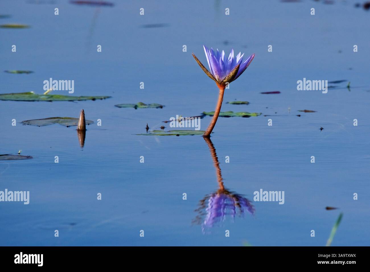 Nénuphar violet, Nymphaea nouchali caerulea, avec reflet, rivière Chobe, Botswana Banque D'Images
