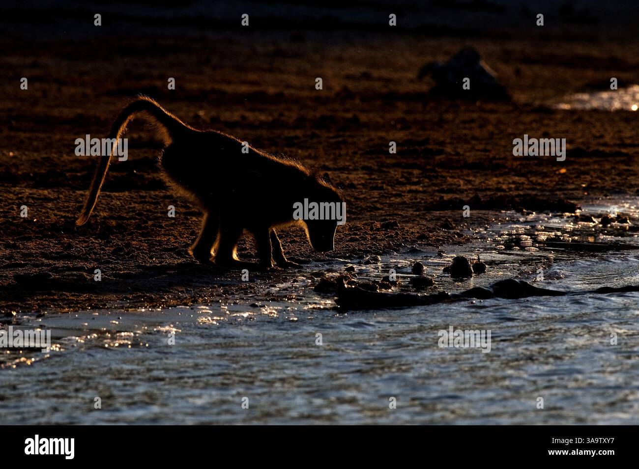 Babouins Chacma, (Papio ursinus), boisson adulte, jante allumée à la lumière du soir, Parc national de Chobe, Botswana, Afrique Banque D'Images