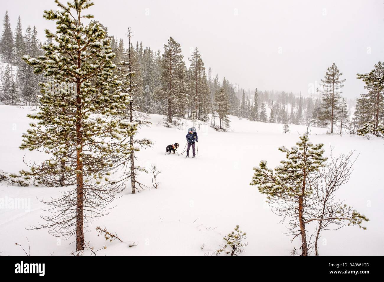 Un randonneur de ski dans le parc national de Sylan, Norvège Banque D'Images