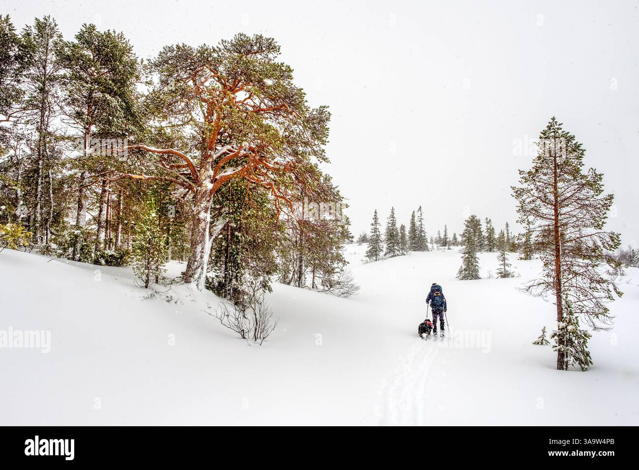 Un randonneur de ski dans le parc national de Sylan, Norvège Banque D'Images