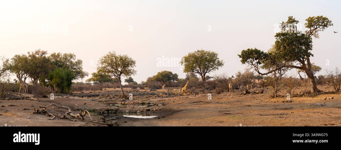 Girafe sud-africaine ou girafe du Cap (Giraffa giraffa) ou (Giraffa camelopardalis giraffa), Impala et zèbre à un point d'eau. Mashatu Game Reserve. Non Banque D'Images