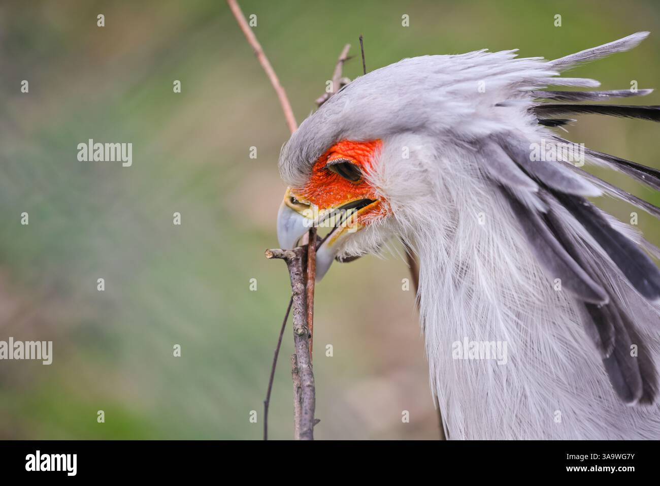 Oiseau secrétaire ou oiseau secrétaire (Sagittarius serpentarius), oiseau de proie africain collectant du matériel de nidification, captif Banque D'Images
