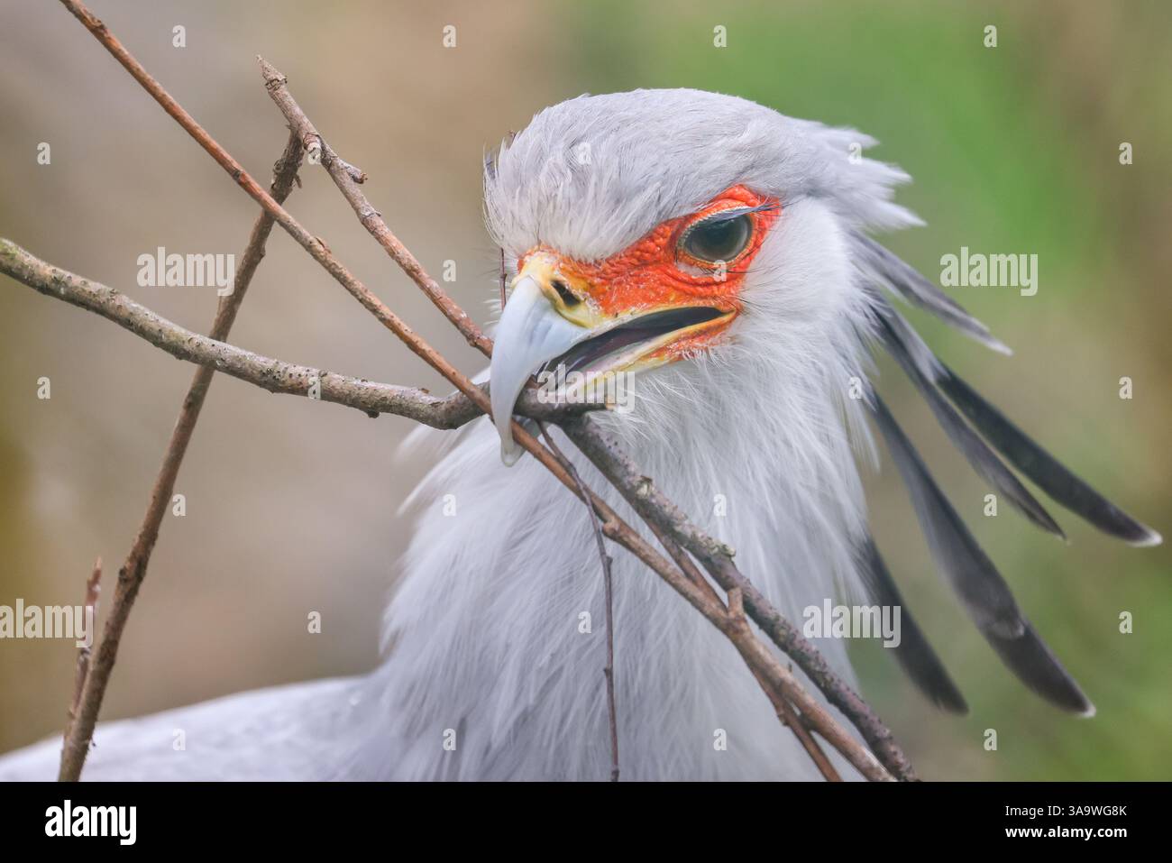 Oiseau secrétaire ou oiseau secrétaire (Sagittarius serpentarius), oiseau de proie africain collectant du matériel de nidification, captif Banque D'Images