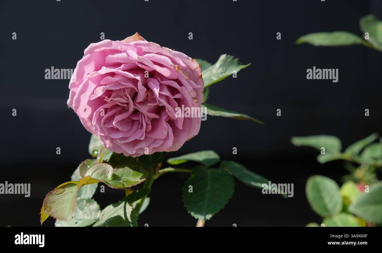 Gros plan de la belle fleur de rose pourpre au jardin d'hôte. Banque D'Images