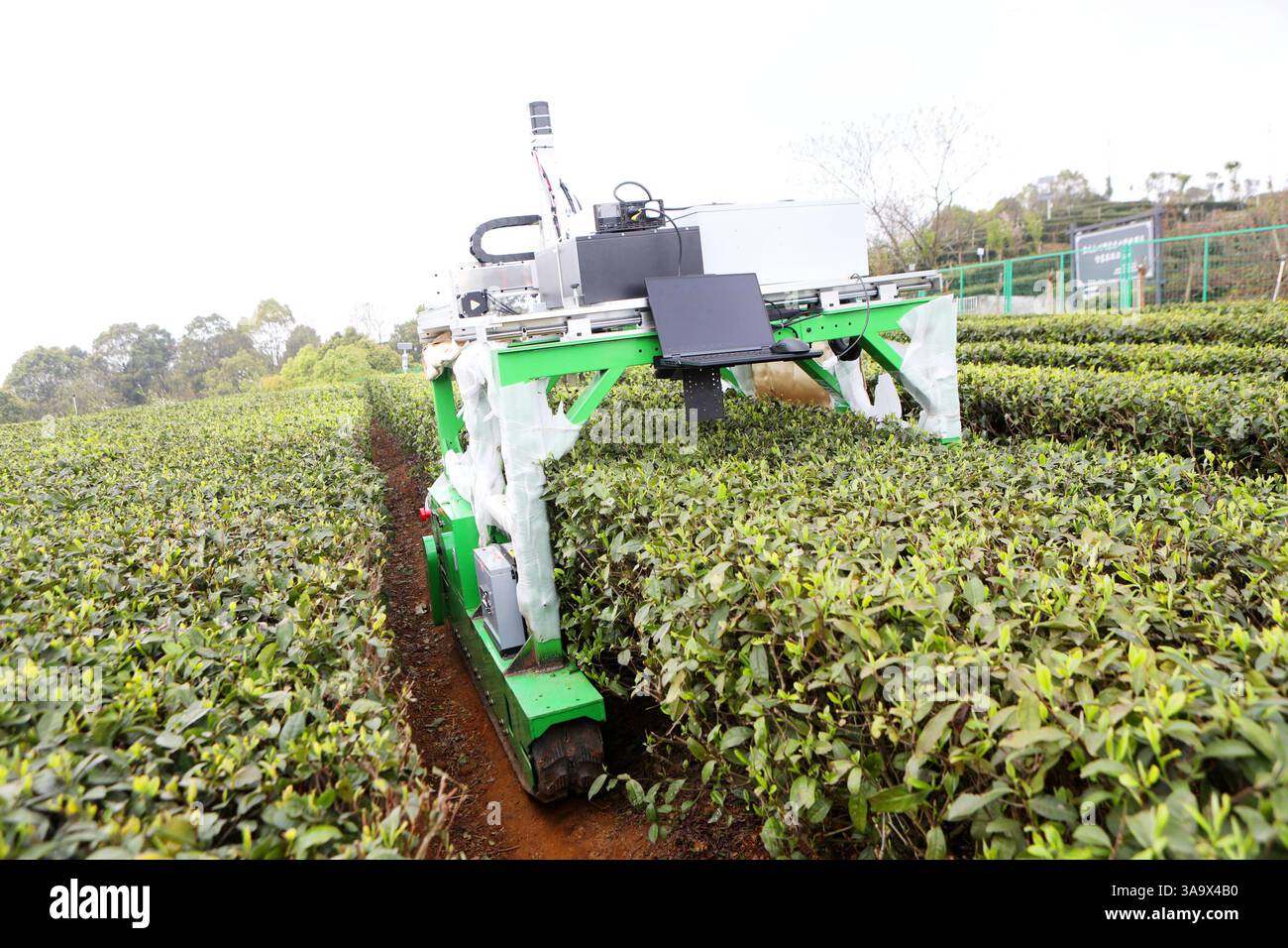 Un robot de cueillette du thé cueille des bourgeons dans une plantation de thé à la base de recherche de l'Institut de recherche sur le thé de l'Académie chinoise des sciences agricoles à Chongqing, Chine, le 31 mars 2025. Banque D'Images Un robot de cueillette du thé cueille des bourgeons dans une plantation de thé à la base de recherche de l'Institut de recherche sur le thé de l'Académie chinoise des sciences agricoles à Chongqing, Chine, le 31 mars 2025. Banque D'Images