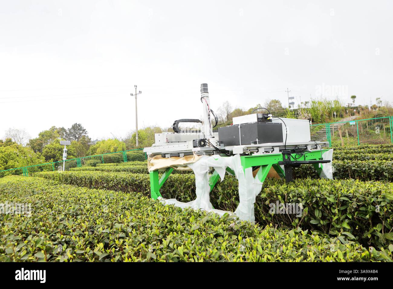Un robot de cueillette du thé cueille des bourgeons dans une plantation de thé à la base de recherche de l'Institut de recherche sur le thé de l'Académie chinoise des sciences agricoles à Chongqing, Chine, le 31 mars 2025. Banque D'Images Un robot de cueillette du thé cueille des bourgeons dans une plantation de thé à la base de recherche de l'Institut de recherche sur le thé de l'Académie chinoise des sciences agricoles à Chongqing, Chine, le 31 mars 2025. Banque D'Images