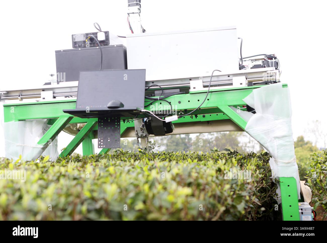 Un robot de cueillette du thé cueille des bourgeons dans une plantation de thé à la base de recherche de l'Institut de recherche sur le thé de l'Académie chinoise des sciences agricoles à Chongqing, Chine, le 31 mars 2025. Banque D'Images Un robot de cueillette du thé cueille des bourgeons dans une plantation de thé à la base de recherche de l'Institut de recherche sur le thé de l'Académie chinoise des sciences agricoles à Chongqing, Chine, le 31 mars 2025. Banque D'Images