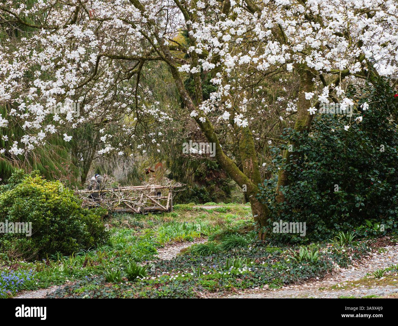 Cadres Magnolia x loebneri et vue au début du printemps vers le pont Wisteria à The Garden House, Devon, Royaume-Uni Banque D'Images