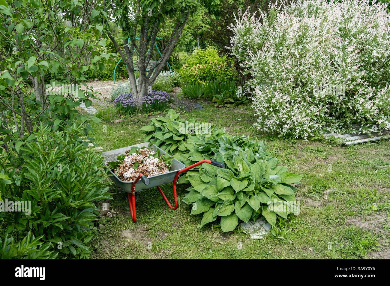 Scène de jardin avec une brouette remplie de fleurs taillées et de feuilles au milieu d'une verdure vibrante. Un jardin présente un feuillage bien entretenu et un s Banque D'Images